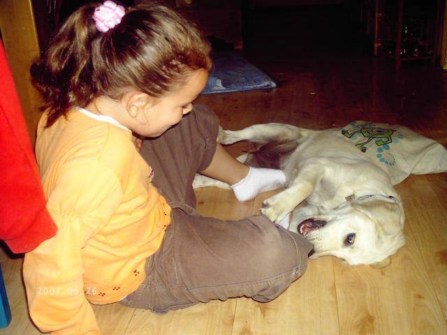 golden retriever chiara - Golden Retriever