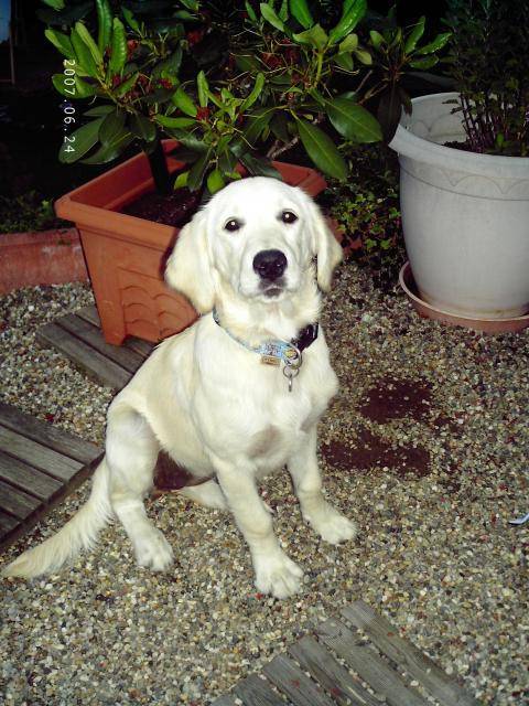 golden retriever chiara - Golden Retriever
