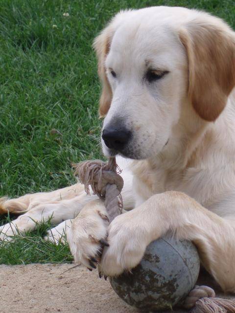 golden retriever - Golden Retriever