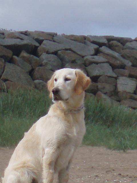 golden retriever - Golden Retriever