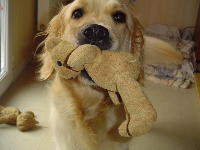GOLDEN RETRIEVER VIKKI - Golden Retriever