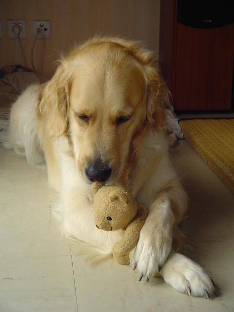GOLDEN RETRIEVER VIKKI - Golden Retriever