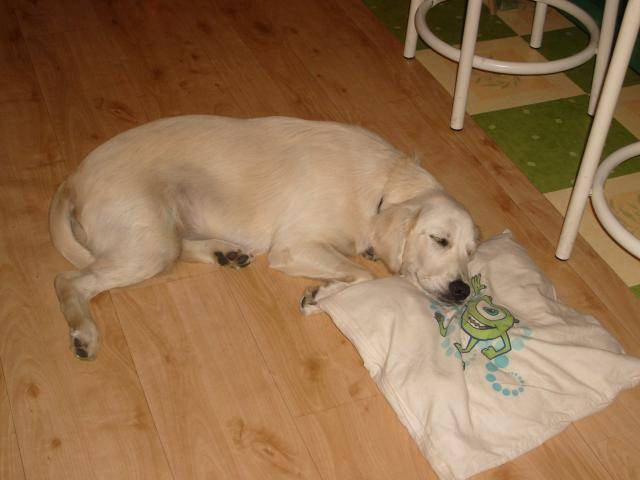 golden retriever Chiara - Golden Retriever