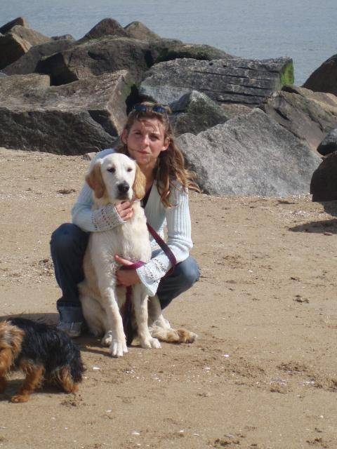 byorka golden retriever - Golden Retriever