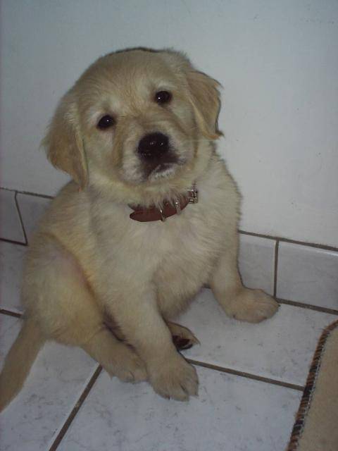 Crusty Golden Retriever - Golden Retriever