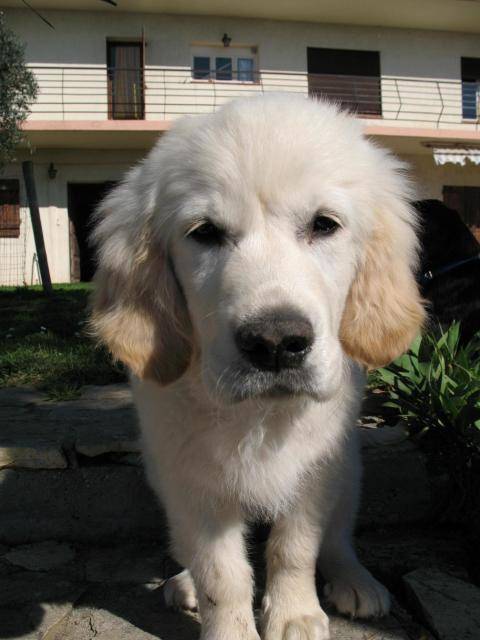 Golden retriever, BOUBA - Golden Retriever