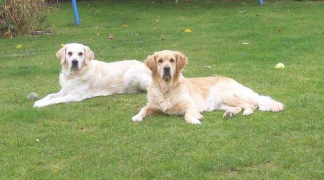 golden retriever - Golden Retriever
