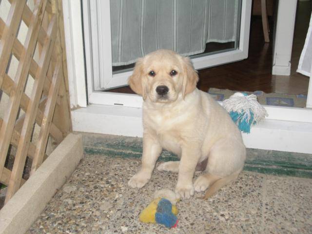 golden retriever - NASSAU - Golden Retriever