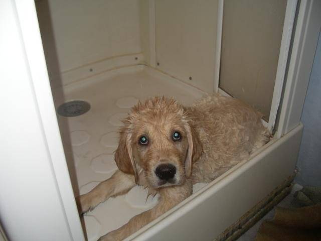 golden retriever - NASSAU - Golden Retriever