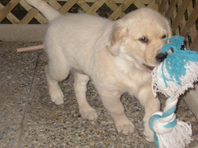 golden retriever - NASSAU - Golden Retriever