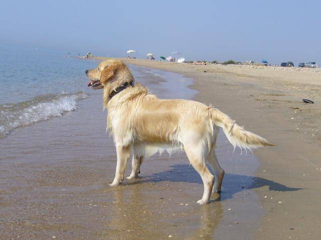 Golden retriever, Ughy - Golden Retriever