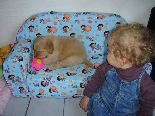 chipper,croisé golden retriever - Golden Retriever