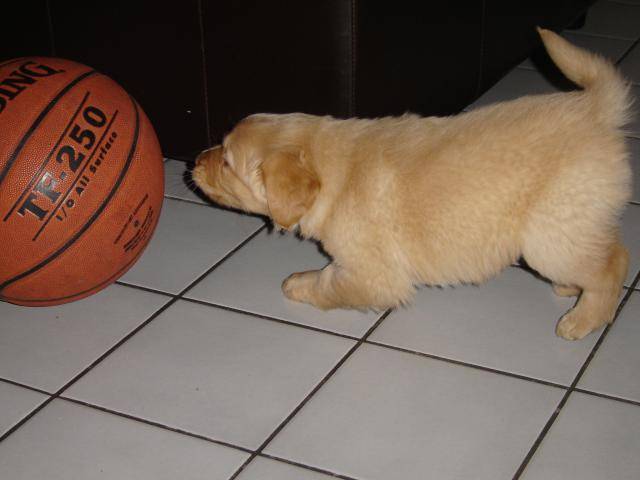 chipper,croisé golden retriever - Golden Retriever