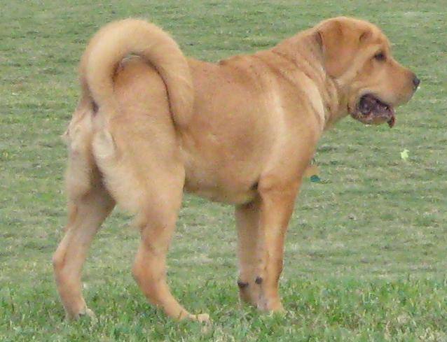 Golden Retriever et ??? :o) - Golden Retriever