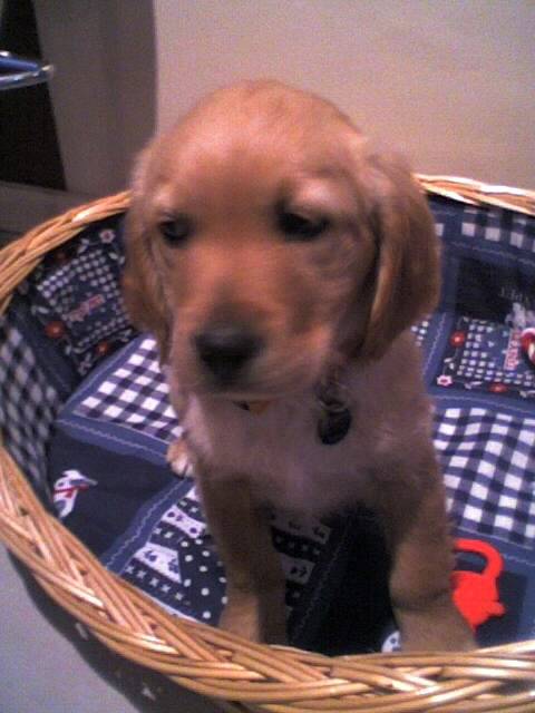 golden retriever.chipeur - Golden Retriever