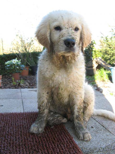 Golden retriever Bahyr - Golden Retriever