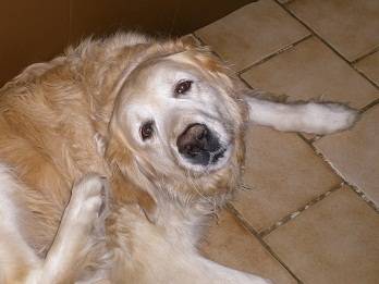 Tootsie - Golden Retriever (8 ans)