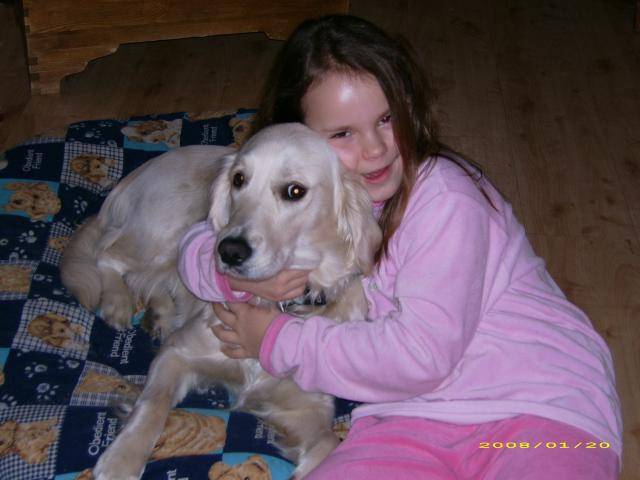 golden retriever chiara - Golden Retriever