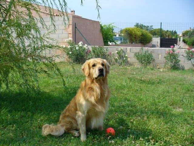 golden retriever STAN - Golden Retriever