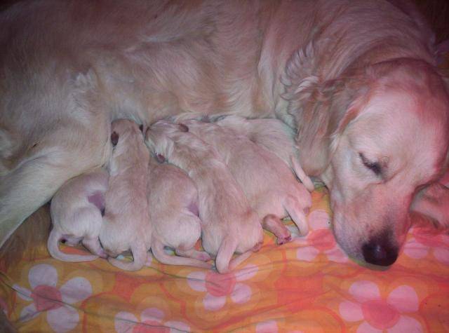 golden retriever chiot de lovely - Golden Retriever