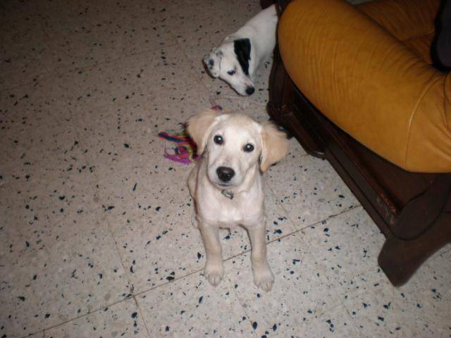 GOLDEN RETRIEVER Cali - Golden Retriever