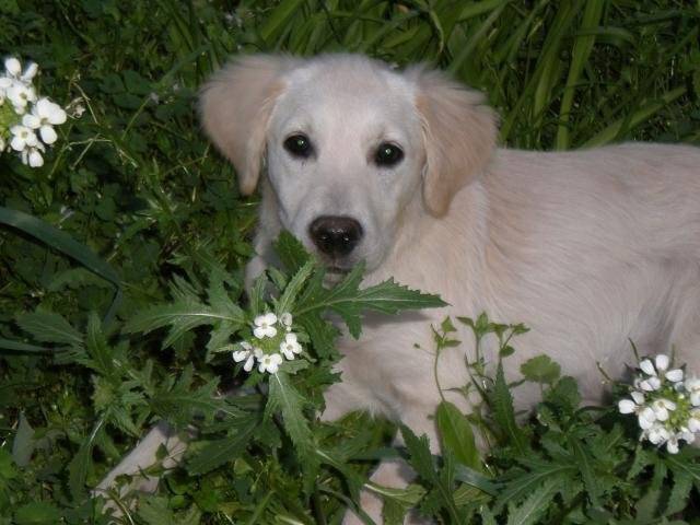 GOLDEN RETRIEVER Cali - Golden Retriever