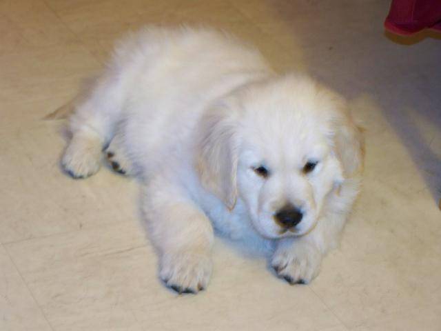 golden retriever, charly - Golden Retriever