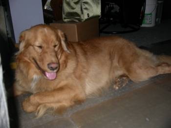 prince(il est un chien de chasse) - Golden Retriever Mâle (5 ans)