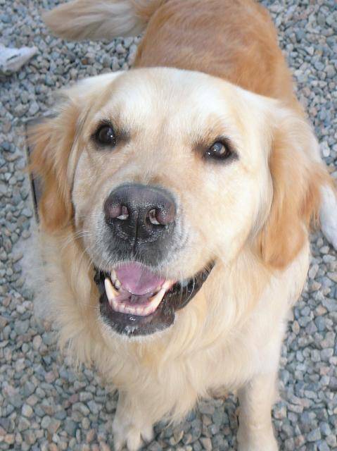 Asko Golden Retriever - Golden Retriever