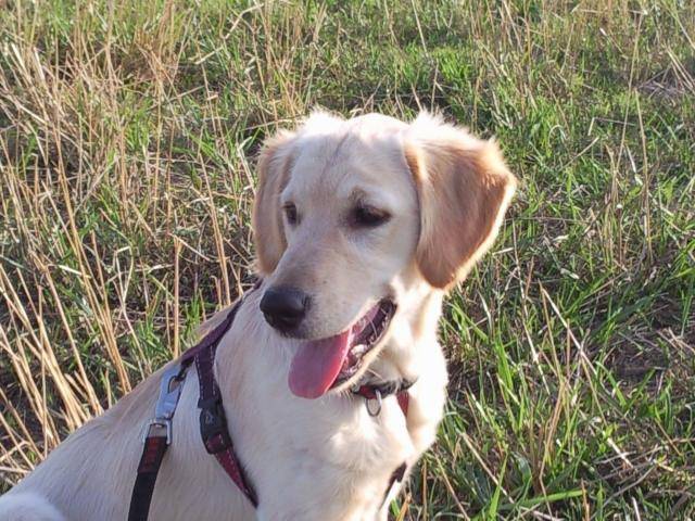 golden retriever étoile - Golden Retriever