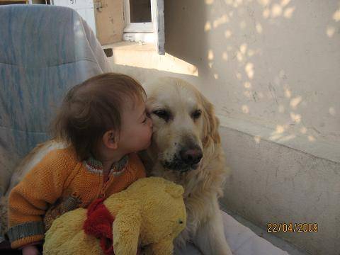 charlie golden retriever - Golden Retriever