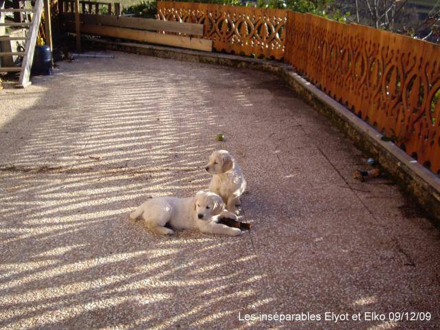 Golden retriever Elyot - Golden Retriever