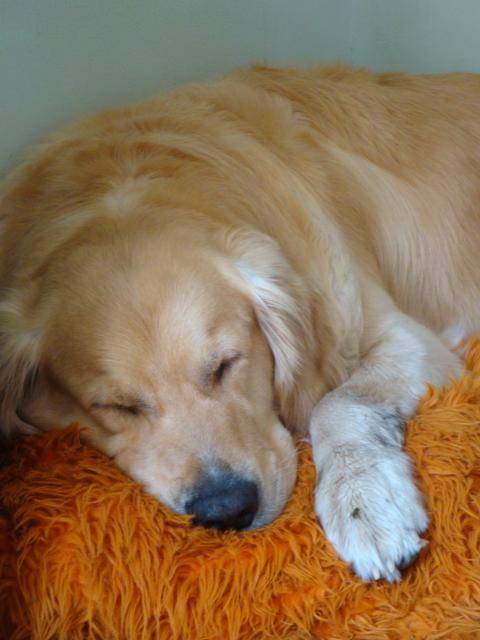 Bémol Golden retriever - Golden Retriever