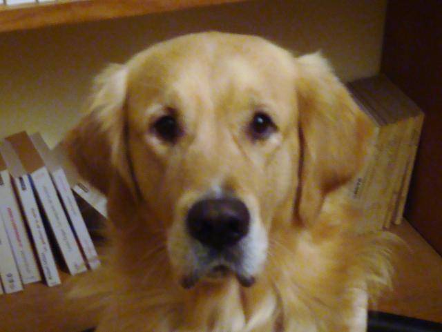 golden retriever - Golden Retriever