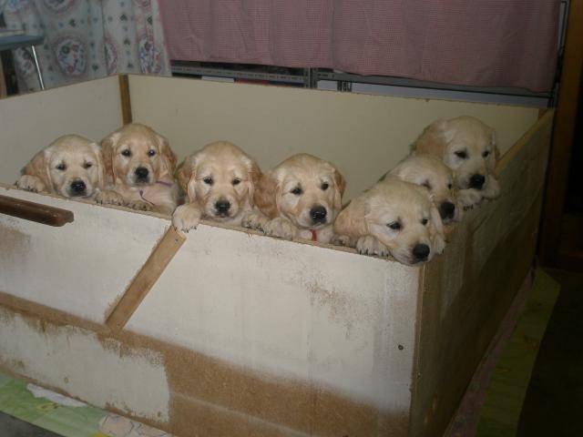 golden retriever - Golden Retriever