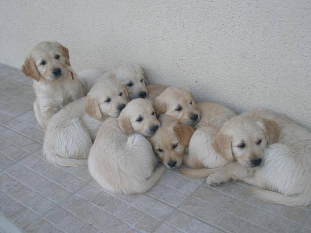 golden retriever - Golden Retriever