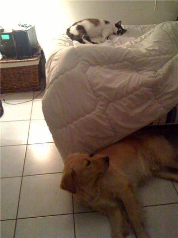 Boris, Golden Retriever (et Saphir). - Golden Retriever