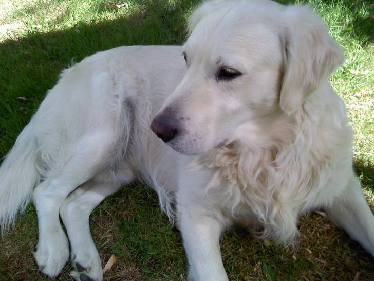 Anslo - Golden Retriever Mâle (5 ans)