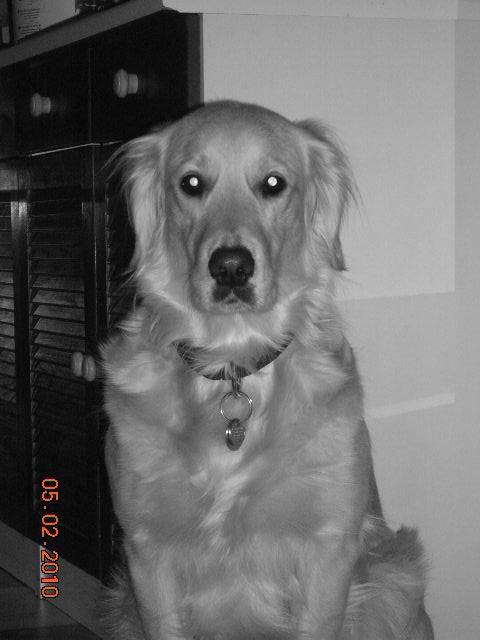 golden retriever Chiara - Golden Retriever
