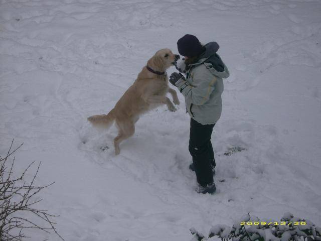 golden retriever Chiara - Golden Retriever