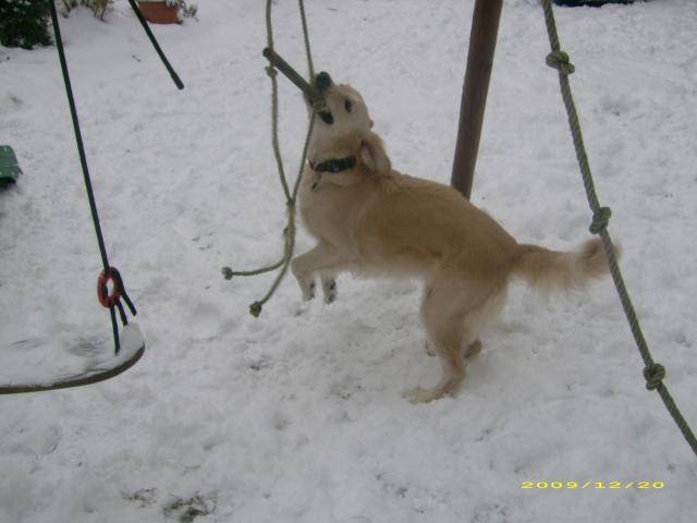 golden retriever Chiara - Golden Retriever