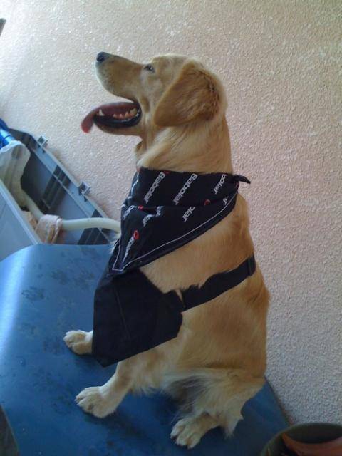 Boris, Golden Retriever - Golden Retriever