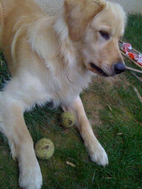 Boris, Golden Retriever - Golden Retriever