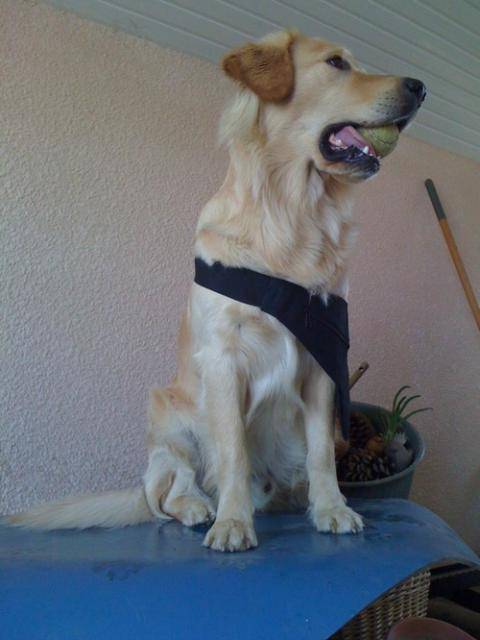 Boris, Golden Retriever - Golden Retriever