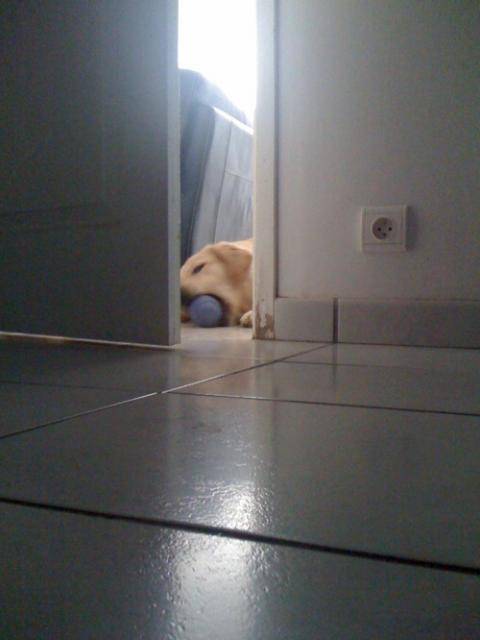 Boris, Golden Retriever - Golden Retriever