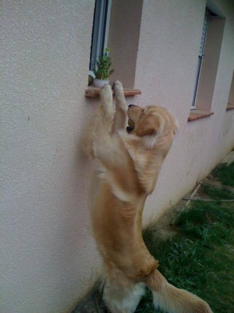 Boris, Golden Retriever - Golden Retriever