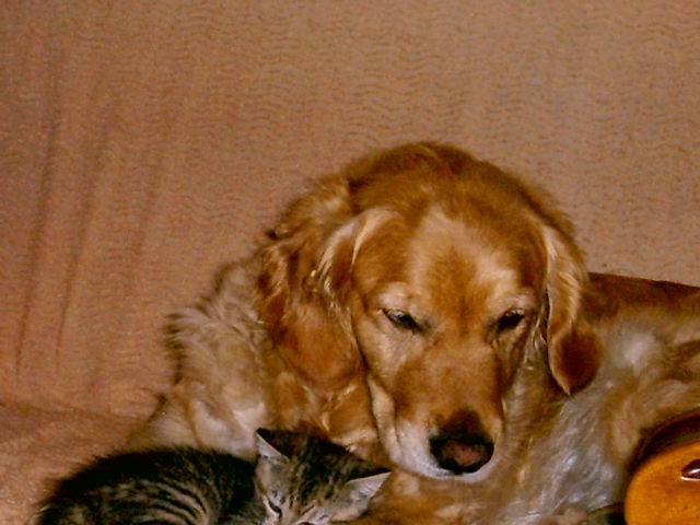golden retriever SUNNY - Golden Retriever