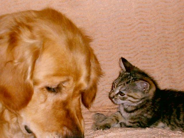golden retriever SUNNY - Golden Retriever