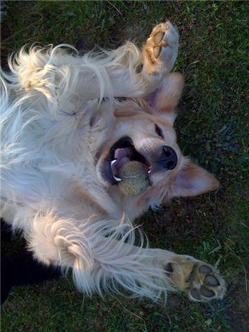 Boris, Golden Retriever - Golden Retriever