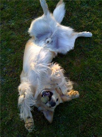 Boris, Golden Retriever - Golden Retriever